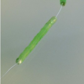 Cuvette 4 mm vert pâle irisé sur fil